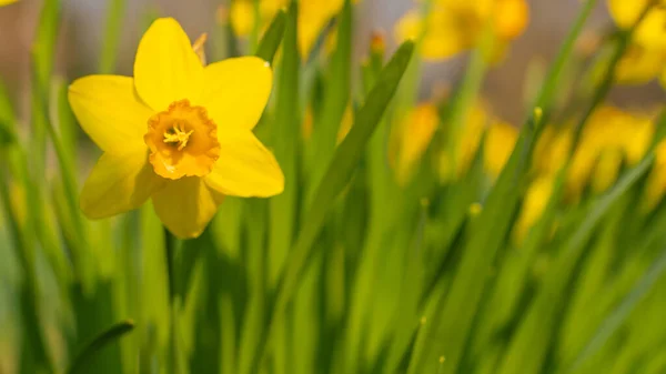 Narcisos Amarillos Jardín —  Fotos de Stock