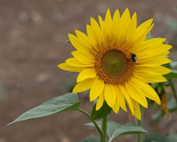 Sunflower Field — Stock Photo, Image