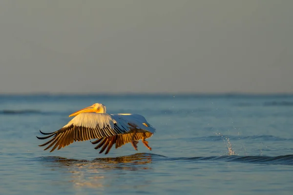 Gaivota Voando Água — Fotografia de Stock