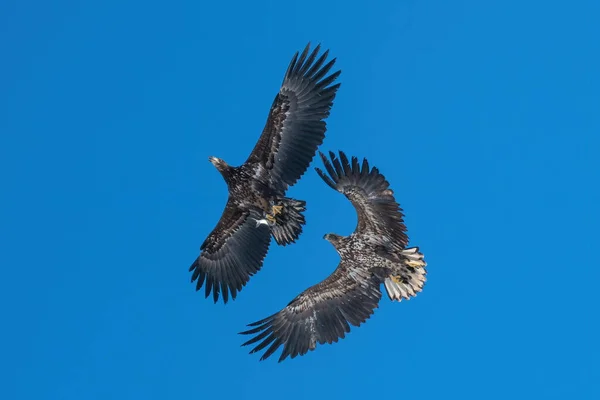Gökyüzünde Uçan Bir Kuş — Stok fotoğraf