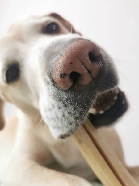 Close Cão — Fotografia de Stock