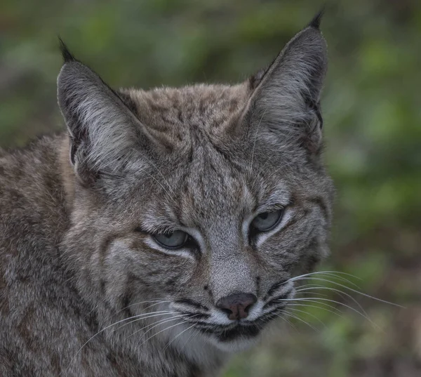 Közeli Lynx — Stock Fotó