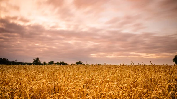 Pšeničné Pole Při Západu Slunce — Stock fotografie