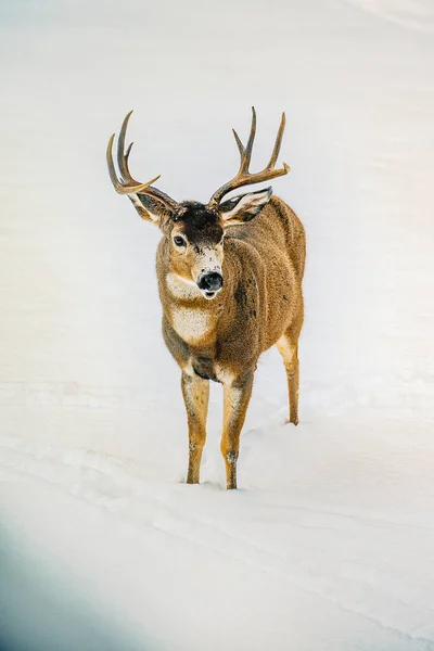 Ciervos Nieve — Foto de Stock