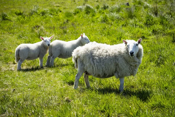 Вівці Лузі — стокове фото