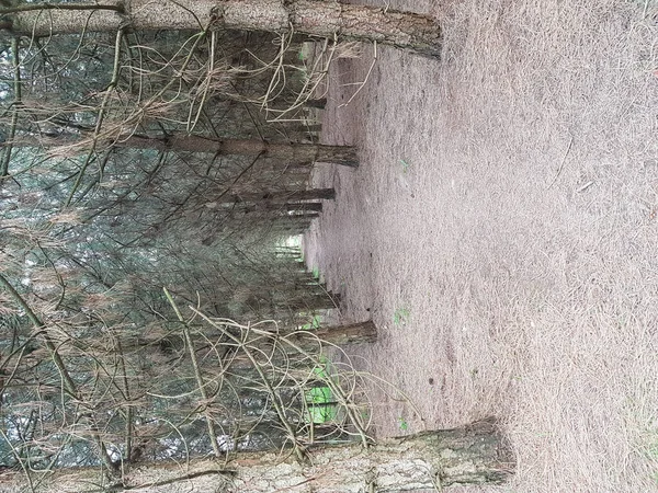 Kilátás Erdőben — Stock Fotó