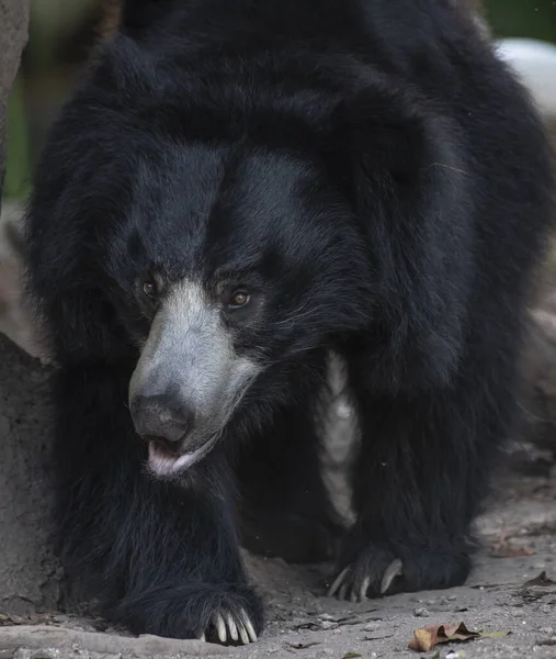 Portret Uroczego Czarnego Niedźwiedzia — Zdjęcie stockowe