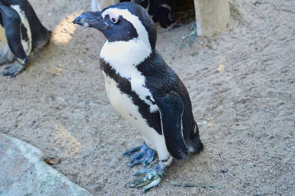 Hayvanat Bahçesindeki Gentoo Pengueni — Stok fotoğraf