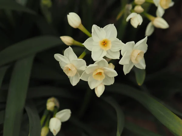 花园里美丽的白花 — 图库照片