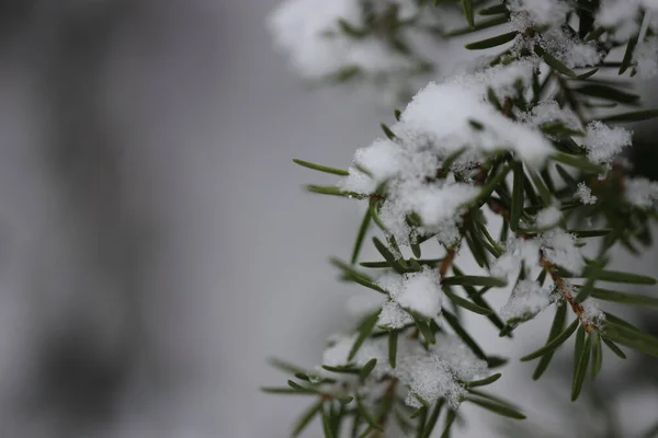 Schöner Weißer Schnee Mit Raureif Auf Einem Baum Wald — Stockfoto