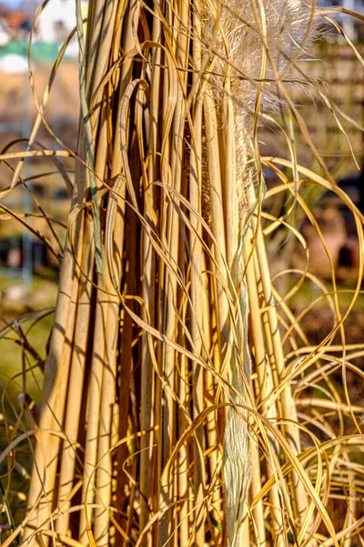 Trockenes Gras Wald Vor Naturkulisse — Stockfoto