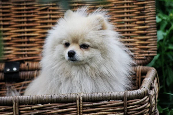 White Pomeranian Dog Park — Stock Photo, Image