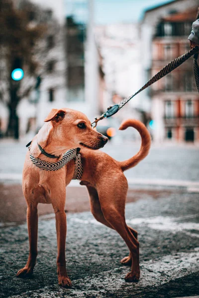 Hund Staden — Stockfoto