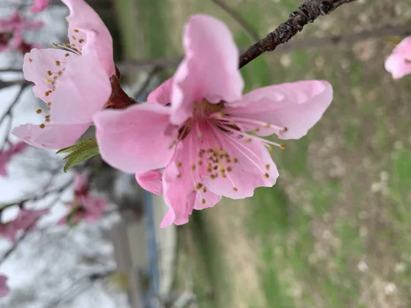 Schöne Rosa Blumen Garten — Stockfoto