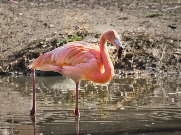 Розовый Фламинго Phoenicopterus Ruber Pelecanus Onocrotalus Walvis Spain — стоковое фото