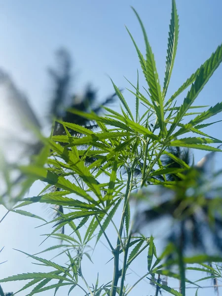 Cannabis Växt Trädgården Naturen Bakgrund — Stockfoto