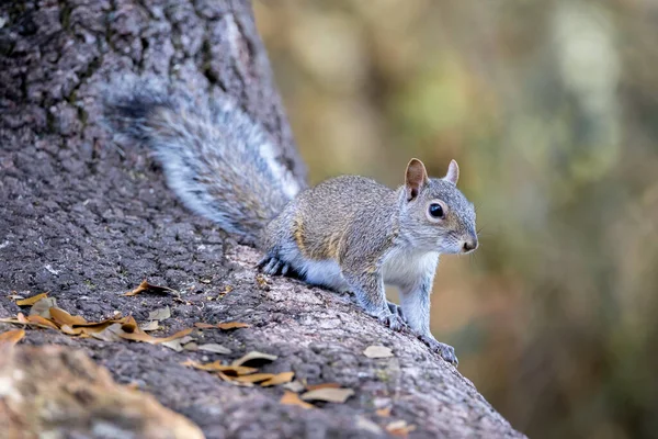 Esquilo Árvore Fundo Natureza — Fotografia de Stock