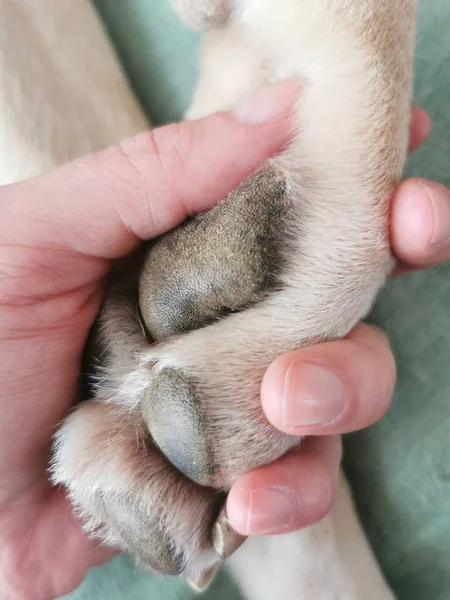 Closeup Shot Hand Dog Paw — 스톡 사진