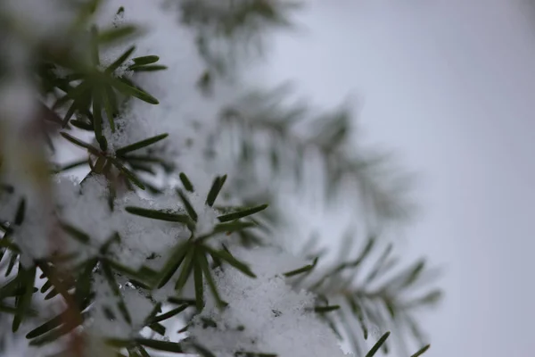 Ramos Árvore Natal Com Neve — Fotografia de Stock