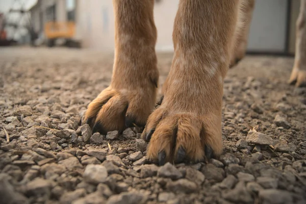 Eine Nahaufnahme Von Niedlichen Hundebeinen — Stockfoto