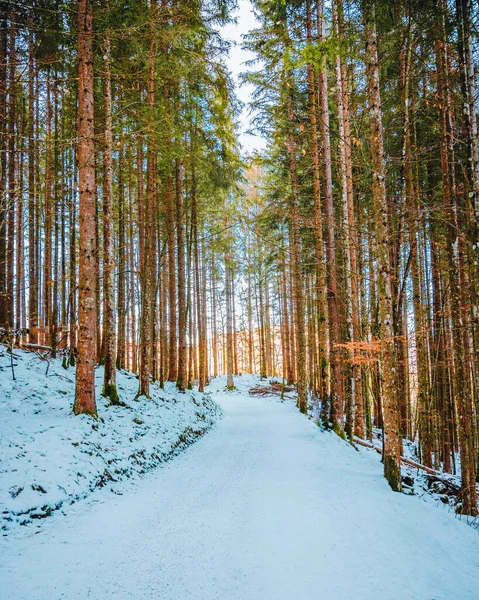 Prachtig Winterbos Met Besneeuwde Bomen — Stockfoto