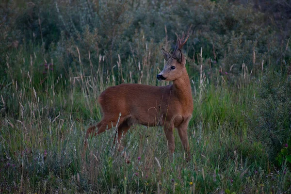 Een Hertenbok Het Bos — Stockfoto