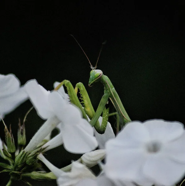 一只漂亮的螳螂昆虫的特写镜头 — 图库照片