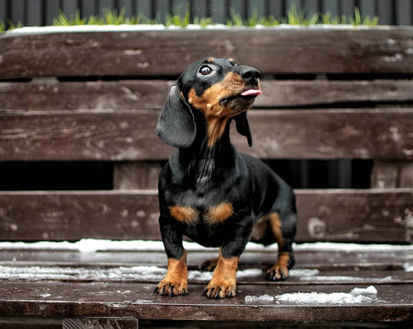 公園の犬 — ストック写真