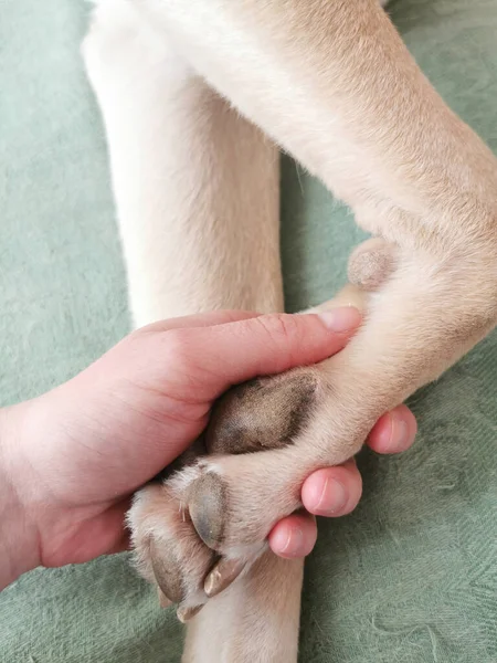 Closeup Shot Hand Dog Paw — Stock Photo, Image