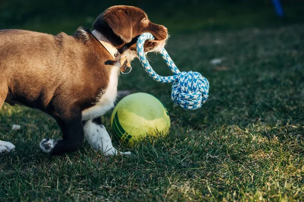 Cão Com Uma Bola Grama — Fotografia de Stock