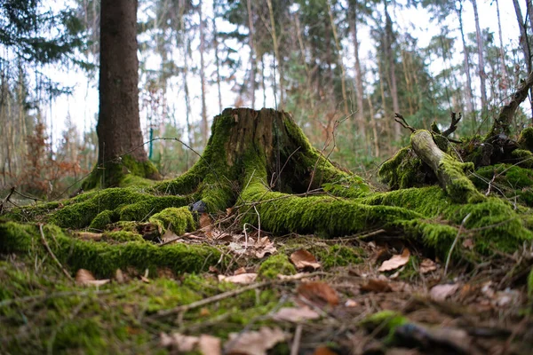Ormanda Yeşil Yosun — Stok fotoğraf