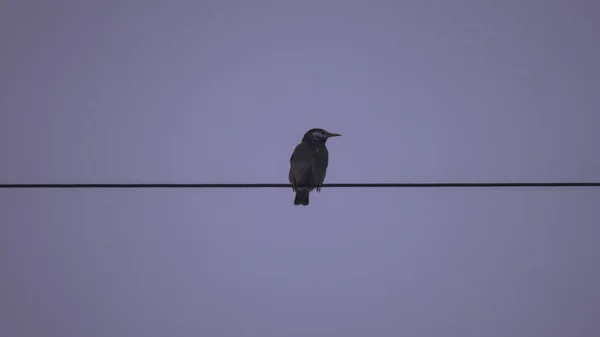 Corvo Ninho Pássaros Céu — Fotografia de Stock