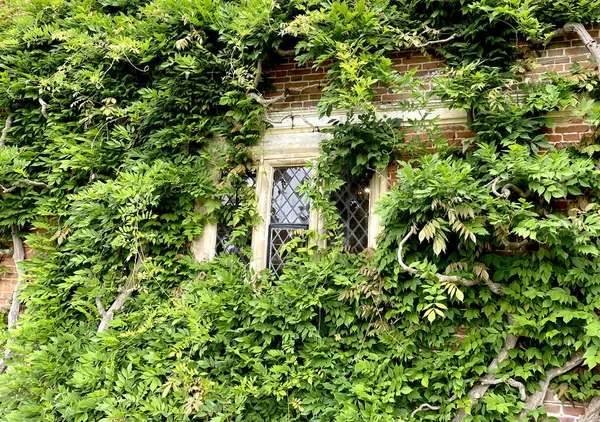 Green Ivy Leaves Garden — Stock Photo, Image