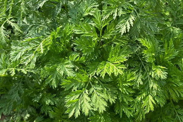 Green Leaves Nature Background — Stock Photo, Image