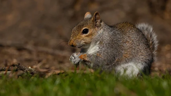 Squirrel Ground — Stock Photo, Image