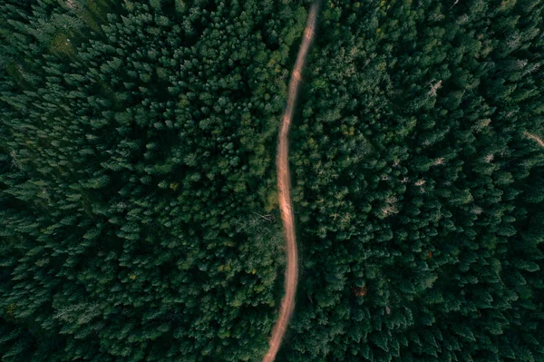 Vista Aérea Floresta Pela Manhã — Fotografia de Stock