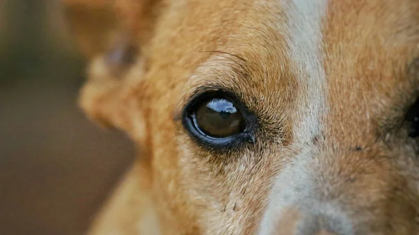 Närbild Hund Bakgrunden — Stockfoto