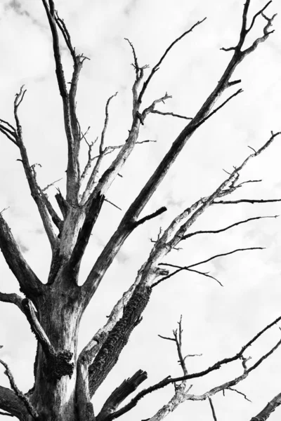 Мертві Гілки Дерева Флора Природа — стокове фото