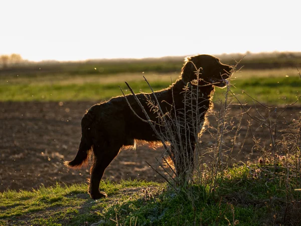 Tarladaki Köpek — Stok fotoğraf