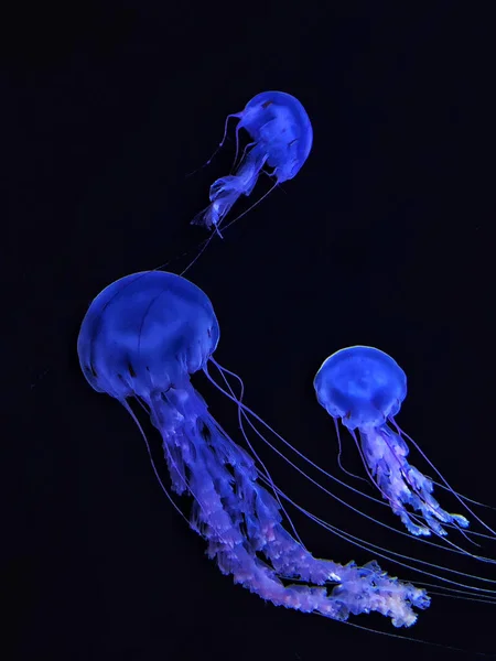 Medúza Vízben Víz Alatti Világ — Stock Fotó
