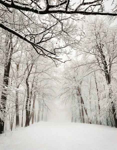 Paisagem Inverno Com Árvores Cobertas Neve — Fotografia de Stock