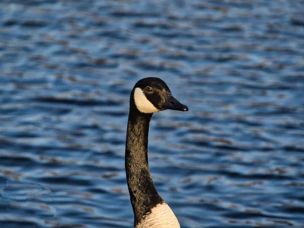 Tiro Close Pássaro Lago Fundo Natureza — Fotografia de Stock