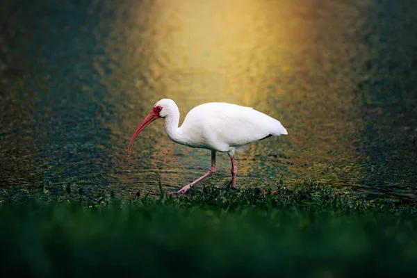 Belo Pássaro Garça Rosa Lago — Fotografia de Stock