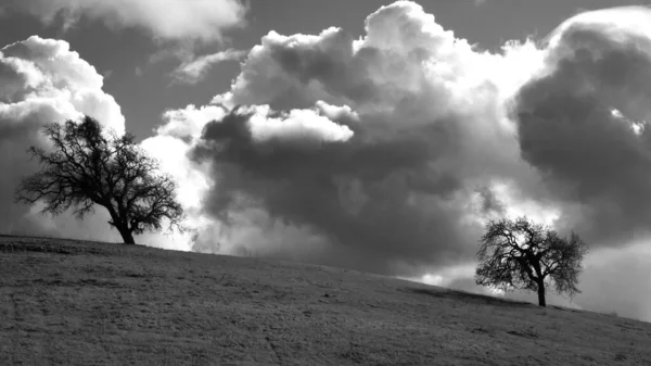 Bela Paisagem Com Árvores Céu Nublado Preto Branco — Fotografia de Stock