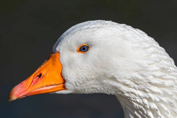 White Goose Head Green Background — Stock Photo, Image