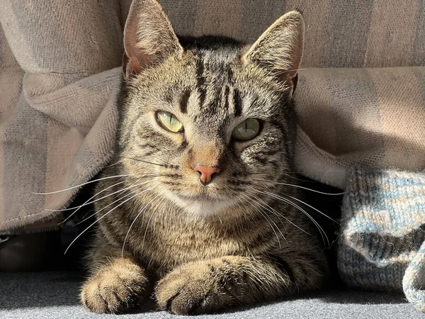 Красивая Кошка Большими Глазами — стоковое фото