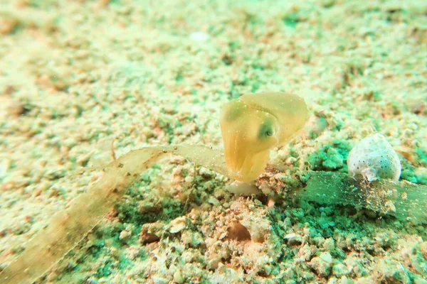 Close Fish Red Sea — Stock Photo, Image