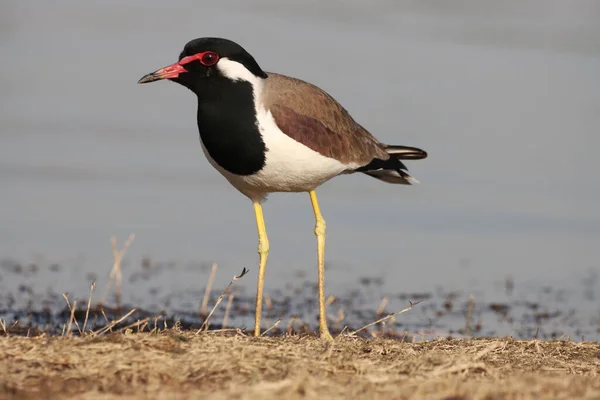 Schilderachtig Uitzicht Prachtige Vogel Natuur — Stockfoto