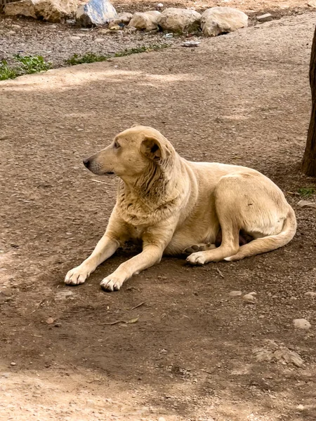 Милая Собака Фоне Природы — стоковое фото