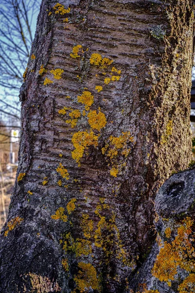 Stare Kory Drzew Lesie — Zdjęcie stockowe